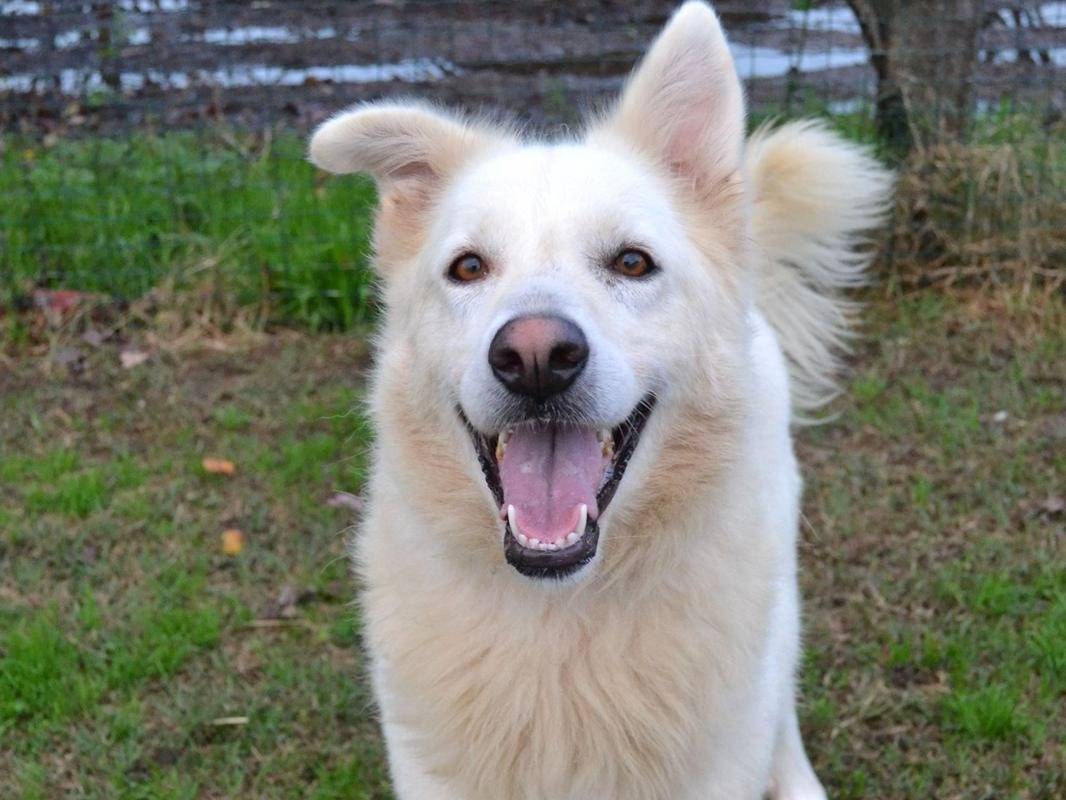 Adotta un cane, taglia media, femmina, Pavia