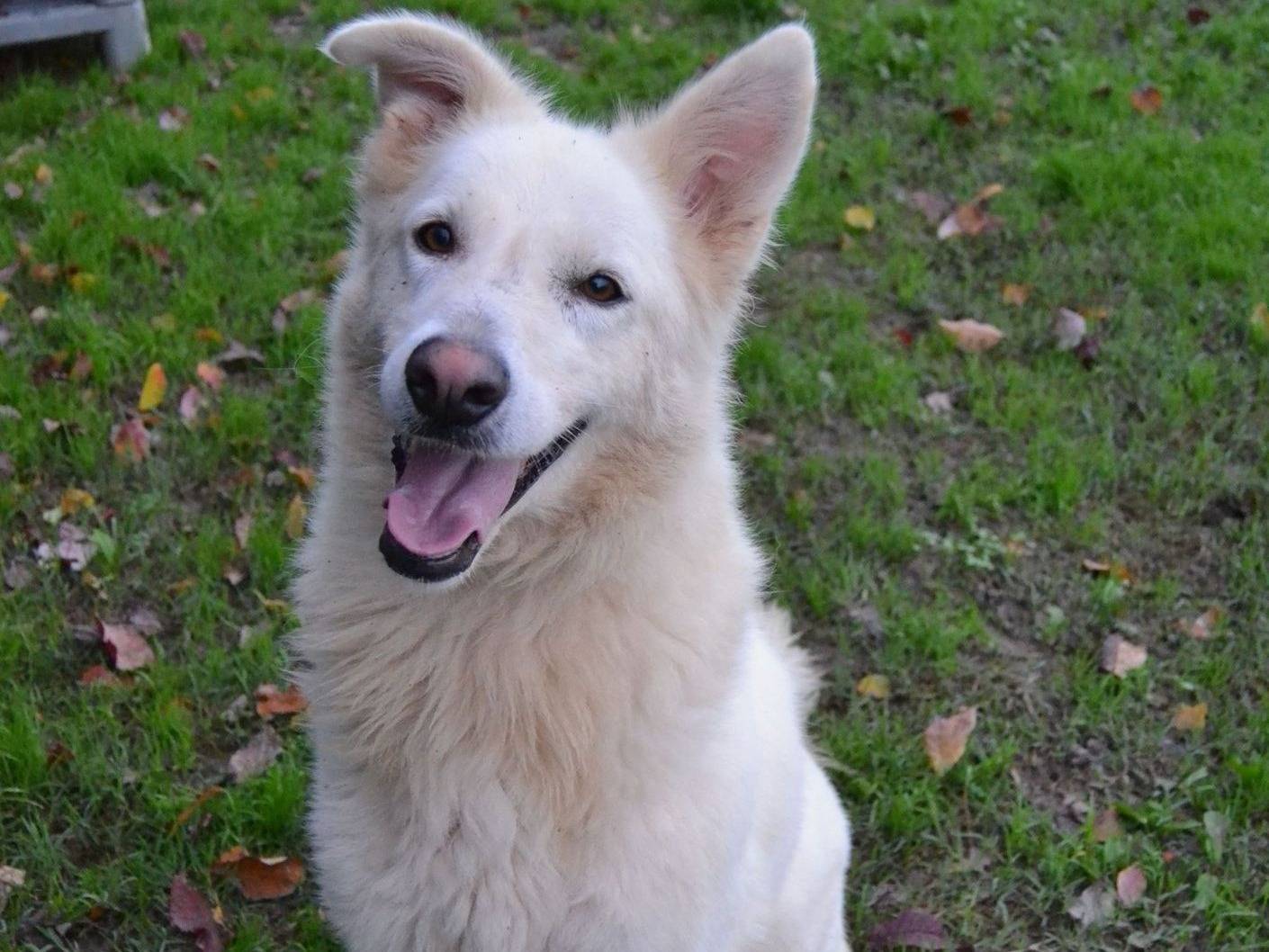 Vuoi adottare un cane a Pavia?