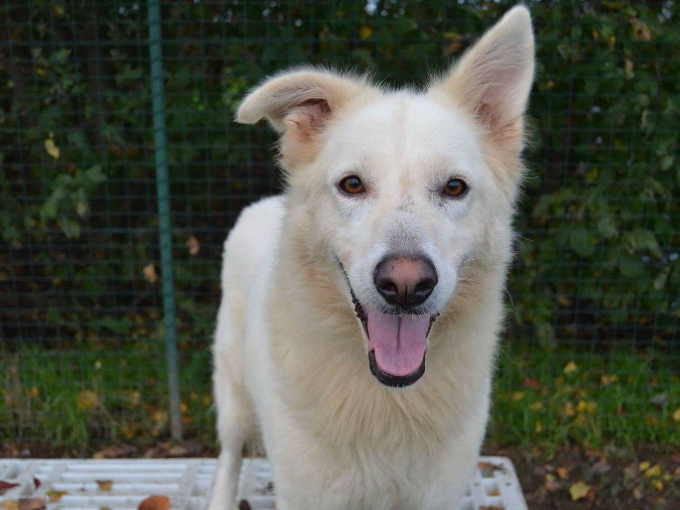 Adotta il cane GELSOMINA a Pavia