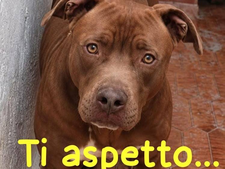 Adozione cane, maschio, Amstaff Razza sconosciuta, 2 anni e 1 mese, taglia media, Asti