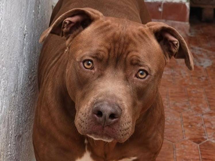 Adotta un cane, maschio, 2 anni e 1 mese, Asti