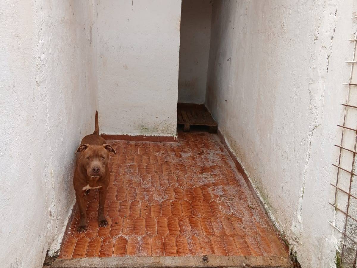 Adotta un cane, taglia media, maschio, Asti