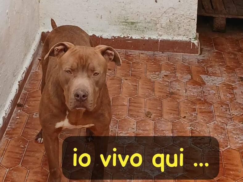 Vuoi adottare un cane a Asti?