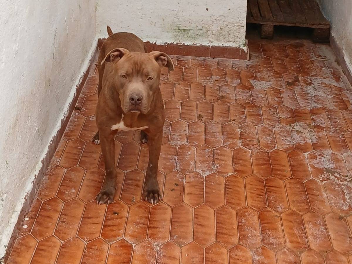 Adotta il cane Red a Asti