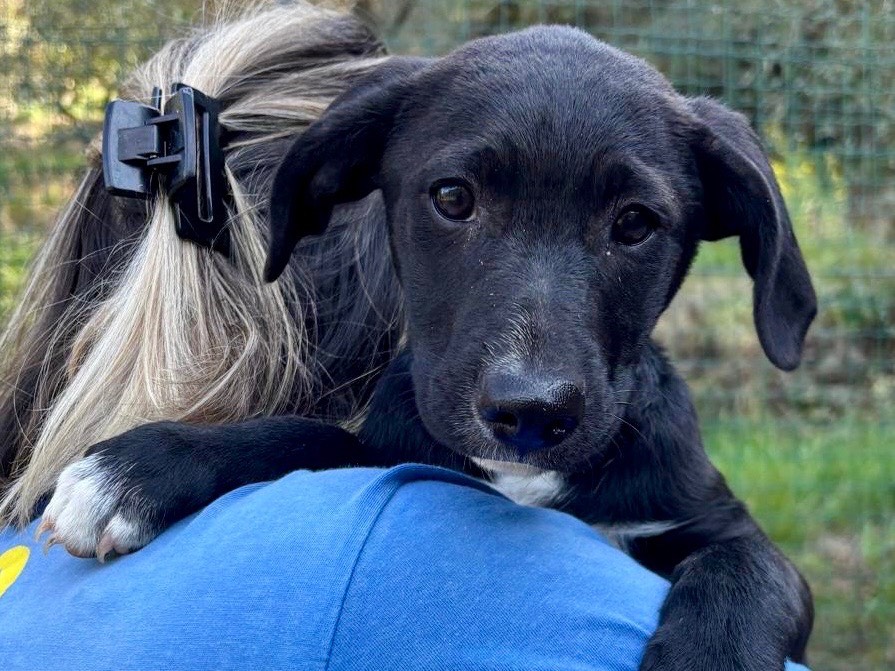 Adozione cane, maschio, Razza sconosciuta Razza sconosciuta, 3 mesi, taglia media, Savona
