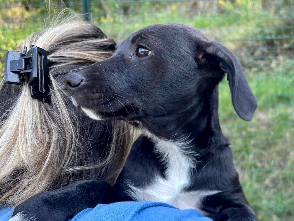 Adotta un cane, maschio, 3 mesi, Savona