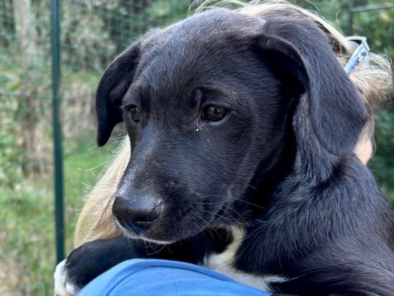 Adotta un cane, taglia media, maschio, Savona