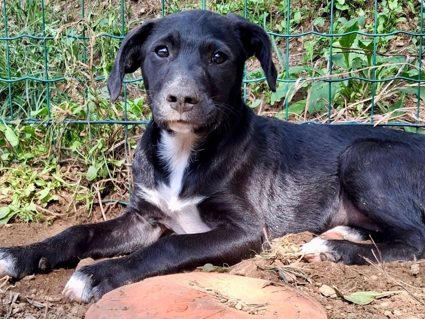 Vuoi adottare un cane a Savona?