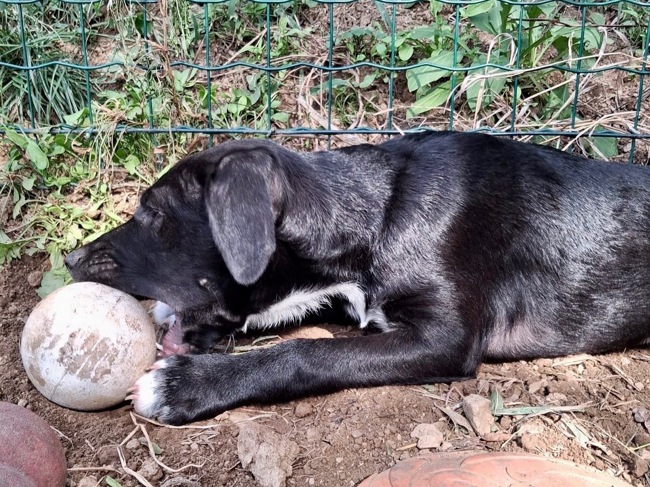 Adotta il cane Hero a Savona