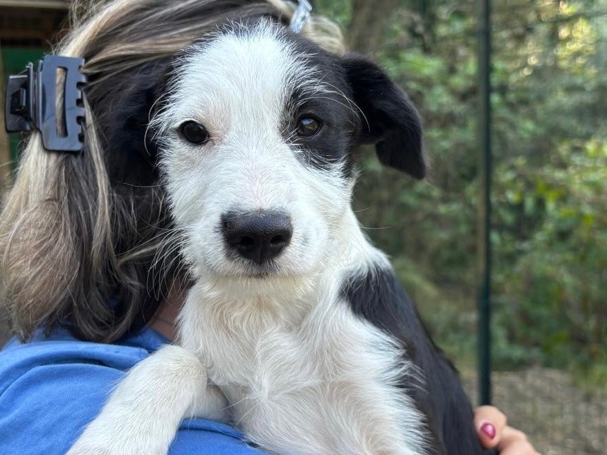 Adozione cane, maschio, Razza sconosciuta Razza sconosciuta, 3 mesi, taglia media, Savona