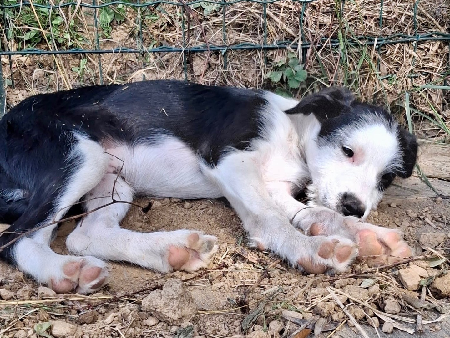 Adotta un cane, maschio, 3 mesi, Savona