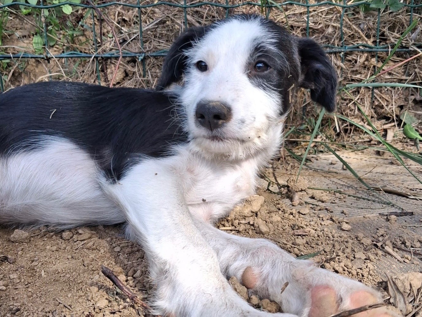 Adotta un cane, taglia media, maschio, Savona