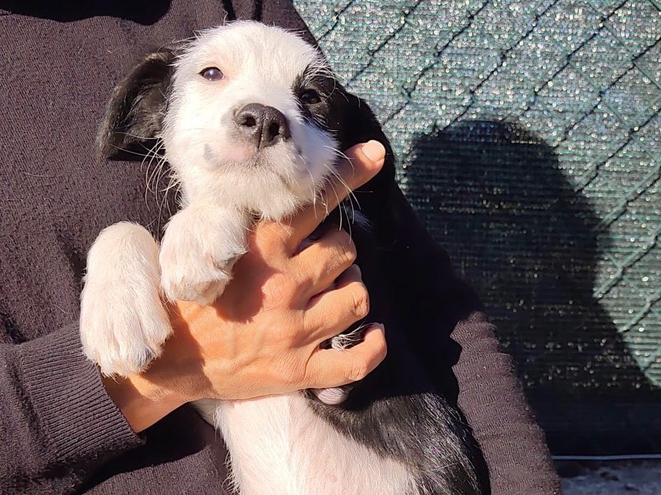 Vuoi adottare un cane a Savona?