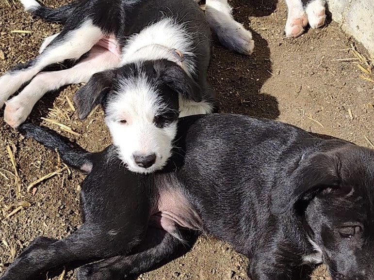 Adotta il cane Romeo a Savona