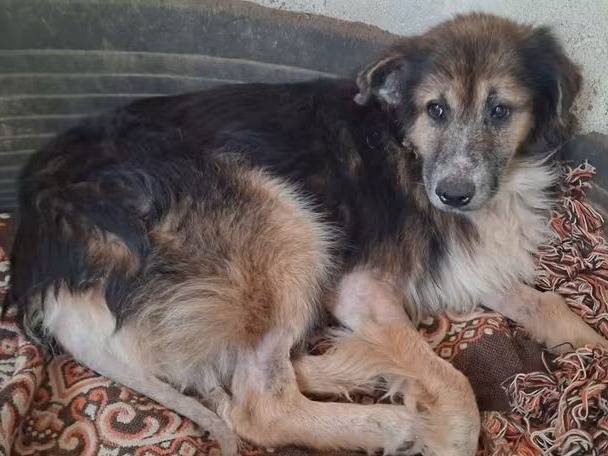 Adozione cane, maschio, Razza sconosciuta Razza sconosciuta, 10 anni, taglia media, Vibo