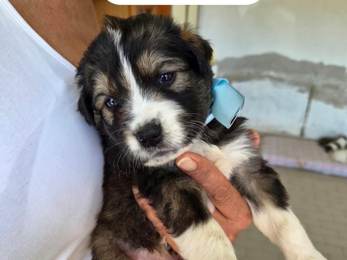Adozione cane, maschio, Razza sconosciuta Razza sconosciuta, 2 mesi, taglia media, Avellino
