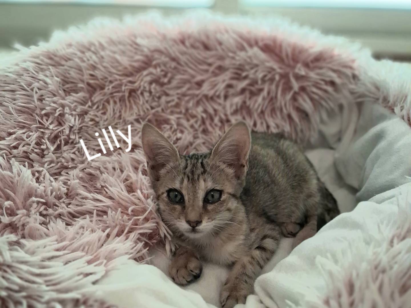 Adotta un gatto, femmina, 3 mesi, Siracusa