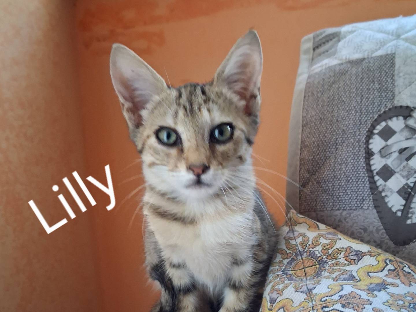 Adozione gatto, femmina, Razza sconosciuta Razza sconosciuta, 3 mesi, taglia non valida, Siracusa