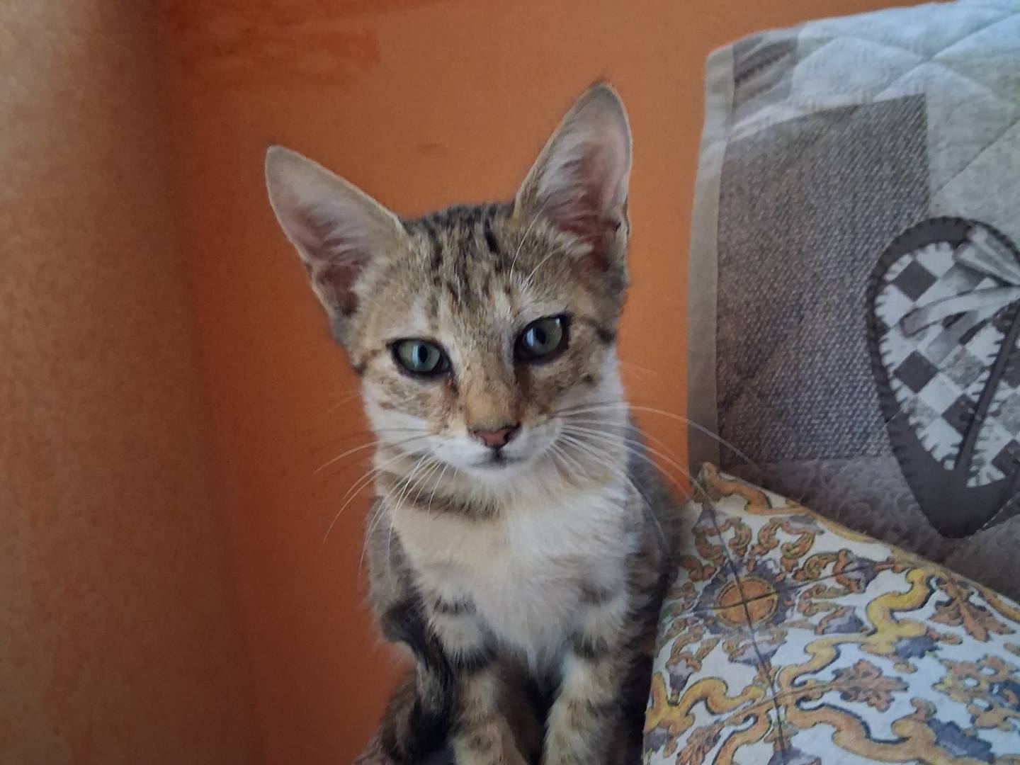 Adotta un gatto, taglia non valida, femmina, Siracusa