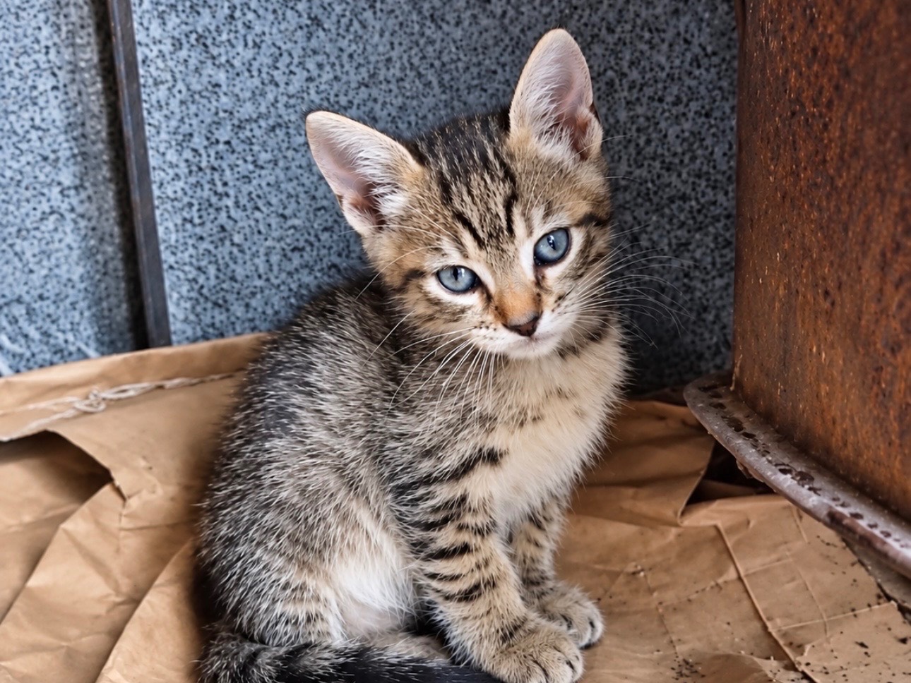 Adozione gatto, femmina, Razza sconosciuta Razza sconosciuta, 2 mesi, taglia non valida, Firenze