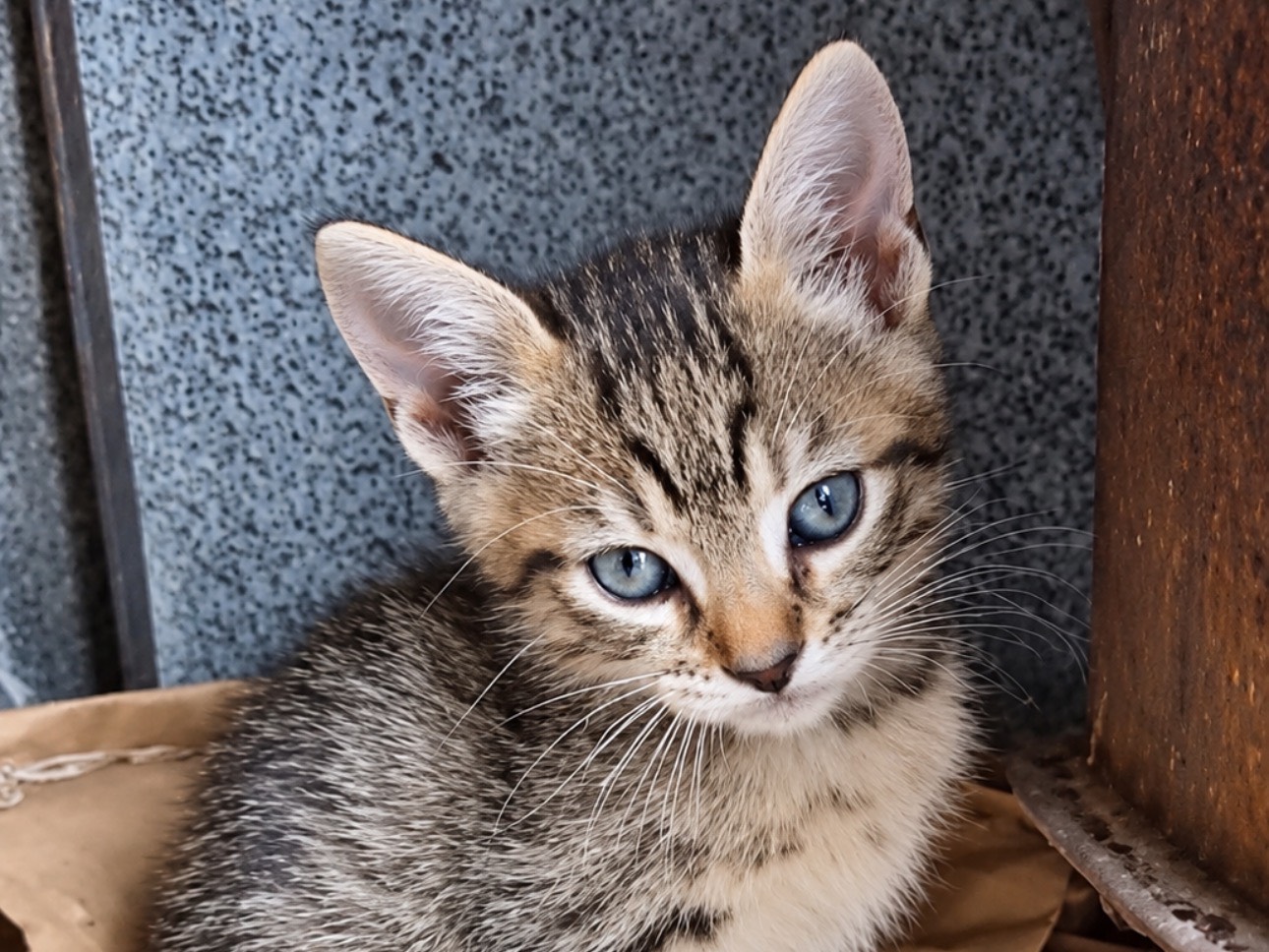 Adotta un gatto, femmina, 2 mesi, Firenze