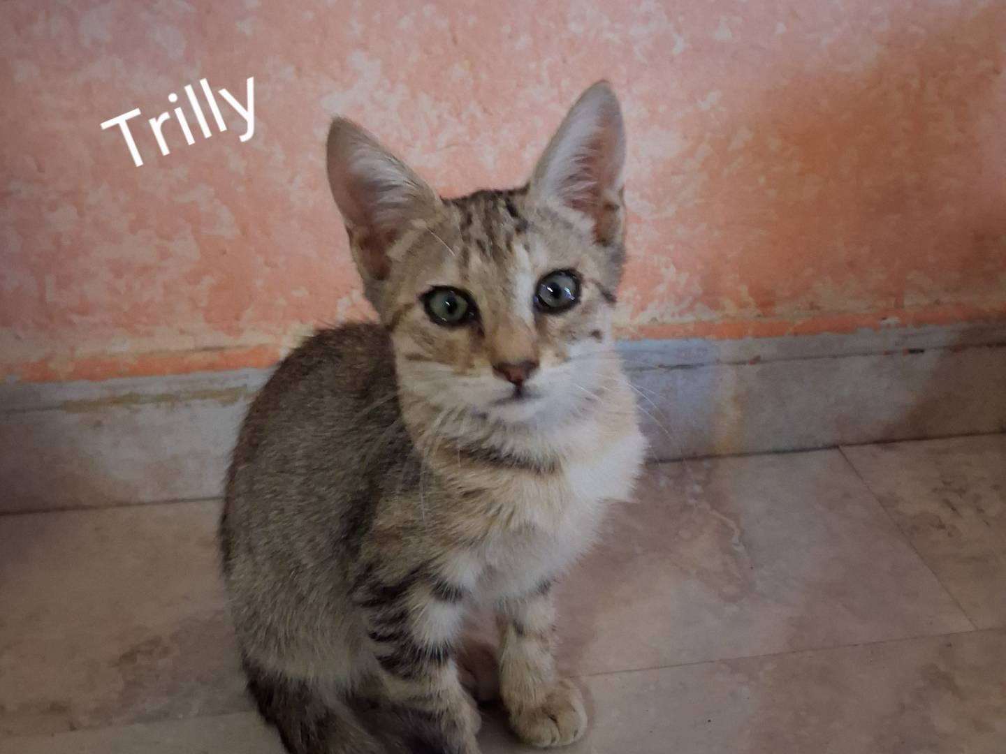Adozione gatto, femmina, Razza sconosciuta Razza sconosciuta, 3 mesi, taglia non valida, Siracusa