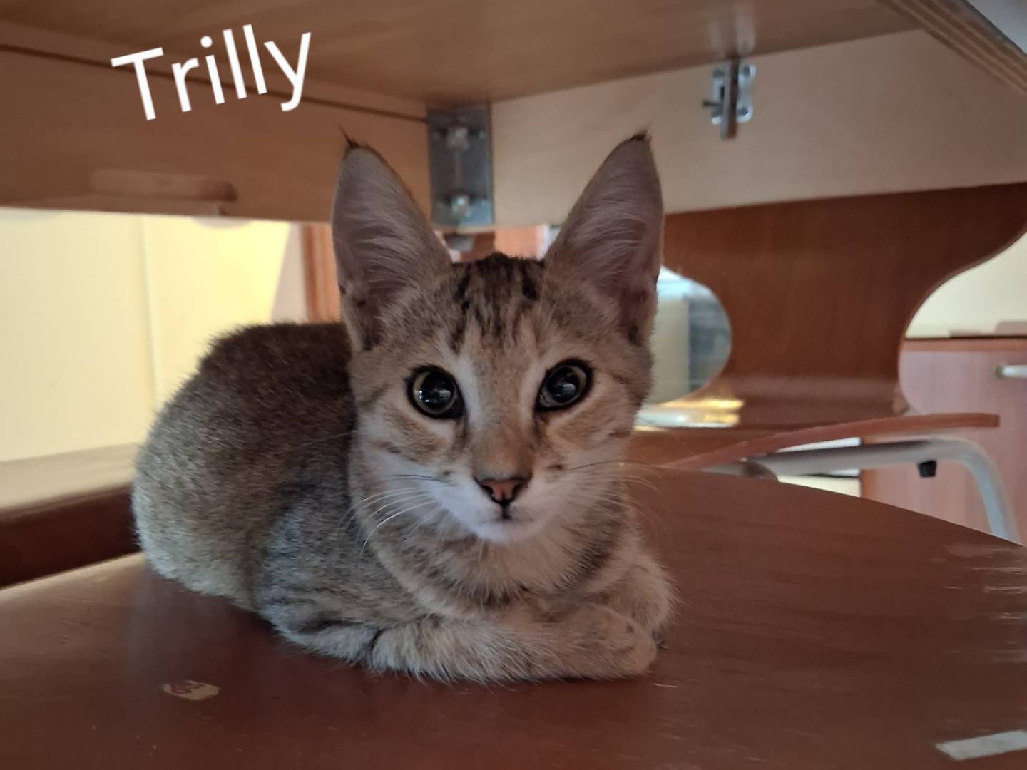 Adotta un gatto, femmina, 3 mesi, Siracusa