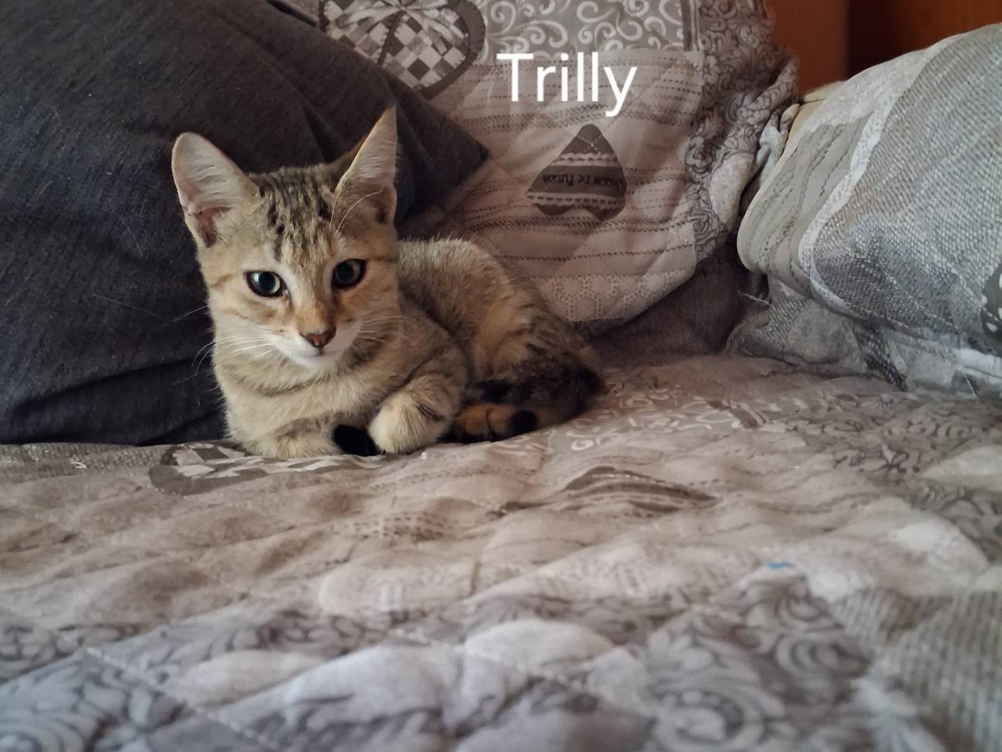 Adotta un gatto, taglia non valida, femmina, Siracusa