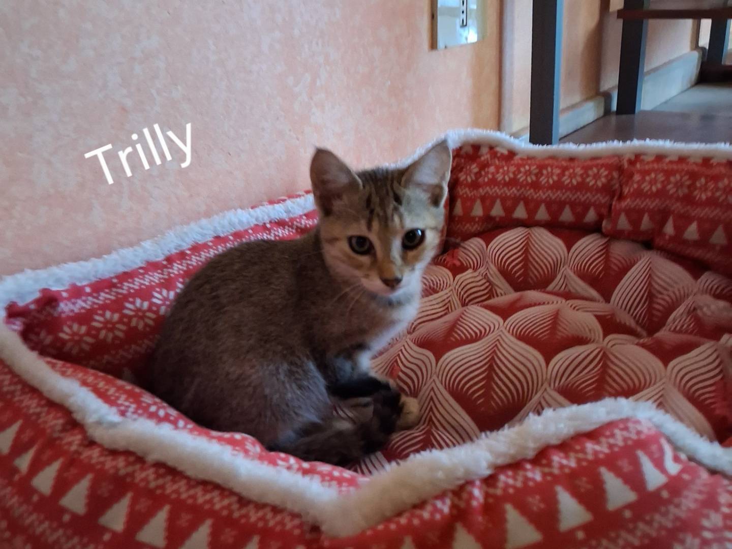 Vuoi adottare un gatto a Siracusa?