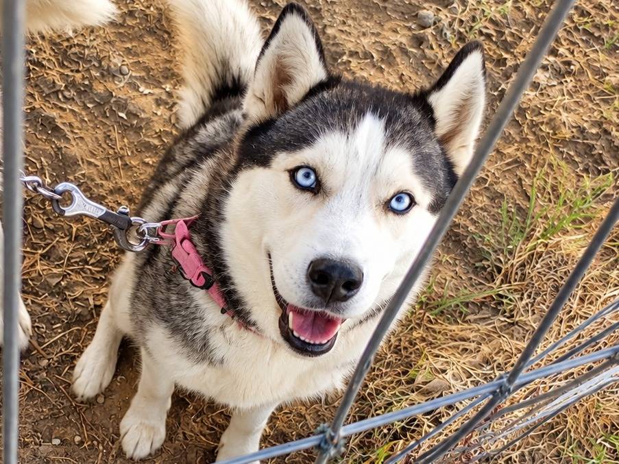 Adozione cane, femmina, Siberian Husky Razza sconosciuta, 2 anni e 9 mesi, taglia media, Caserta