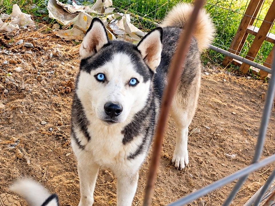 Adozione cane, maschio, Siberian Husky Razza sconosciuta, 2 anni e 9 mesi, taglia grande, Caserta