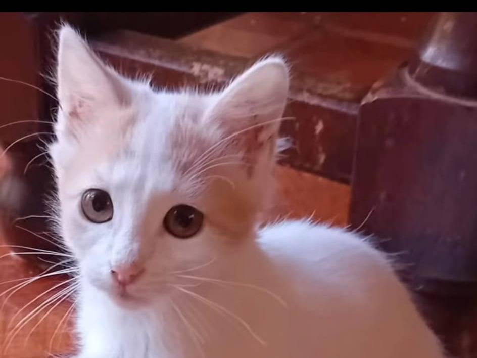Adozione gatto, maschio, Razza sconosciuta Razza sconosciuta, 3 mesi, taglia non valida, Parma
