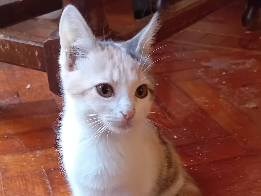 Adozione gatto, femmina, Razza sconosciuta Razza sconosciuta, 3 mesi, taglia non valida, Parma