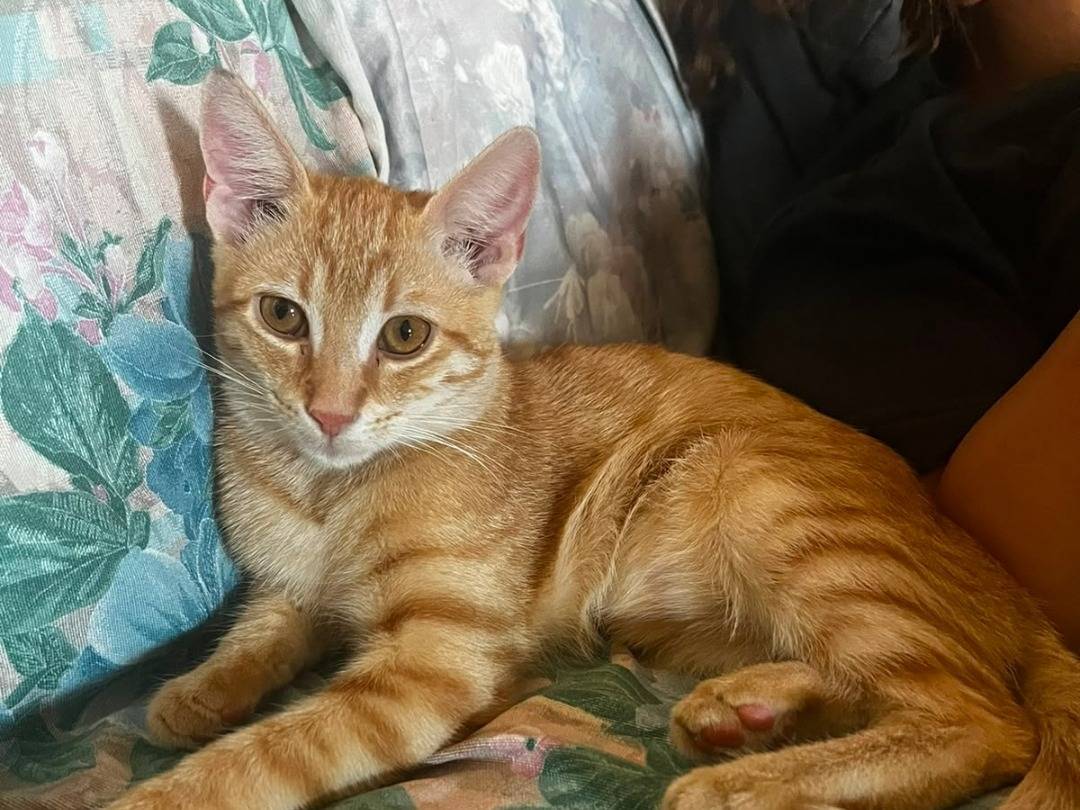 Adotta un gatto, maschio, 6 mesi, Catanzaro