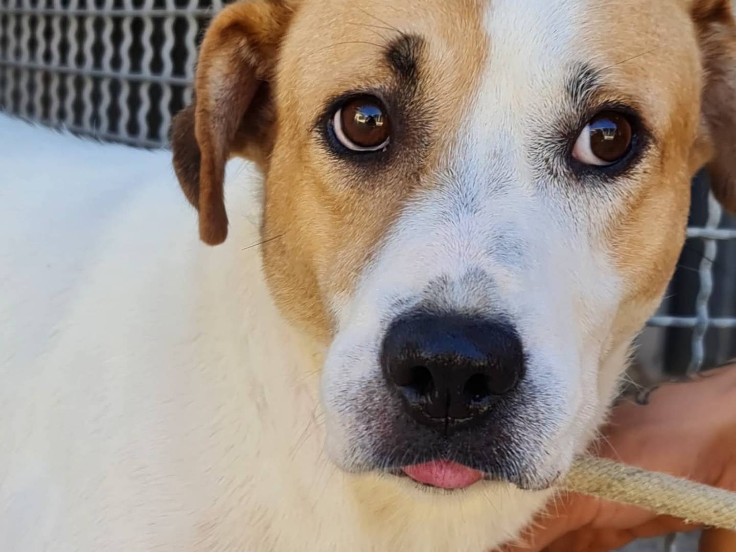 Adozione cane, femmina, Razza sconosciuta Razza sconosciuta, 2 anni e 1 mese, taglia media, Trapani