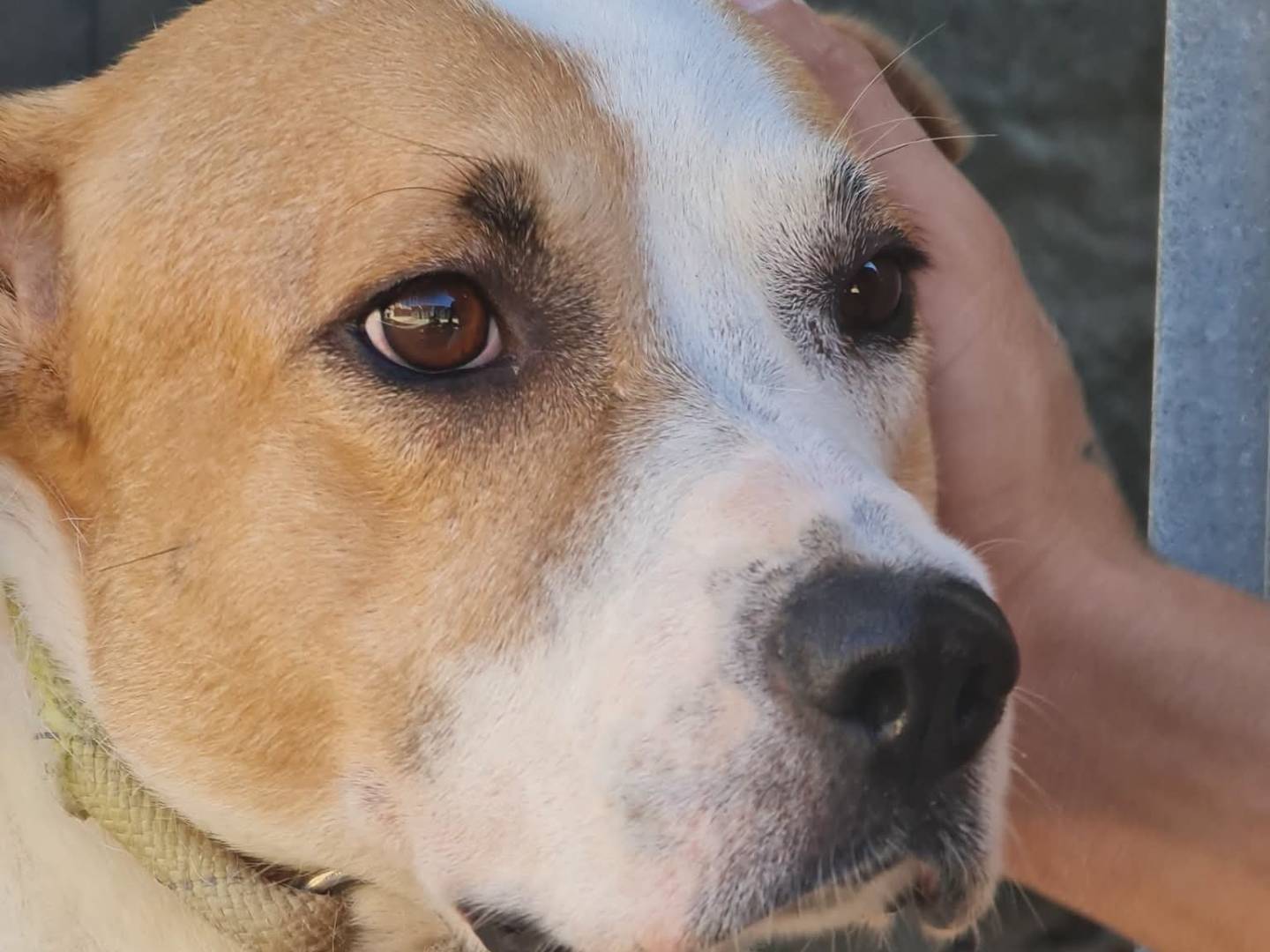 Adotta un cane, femmina, 2 anni e 1 mese, Trapani