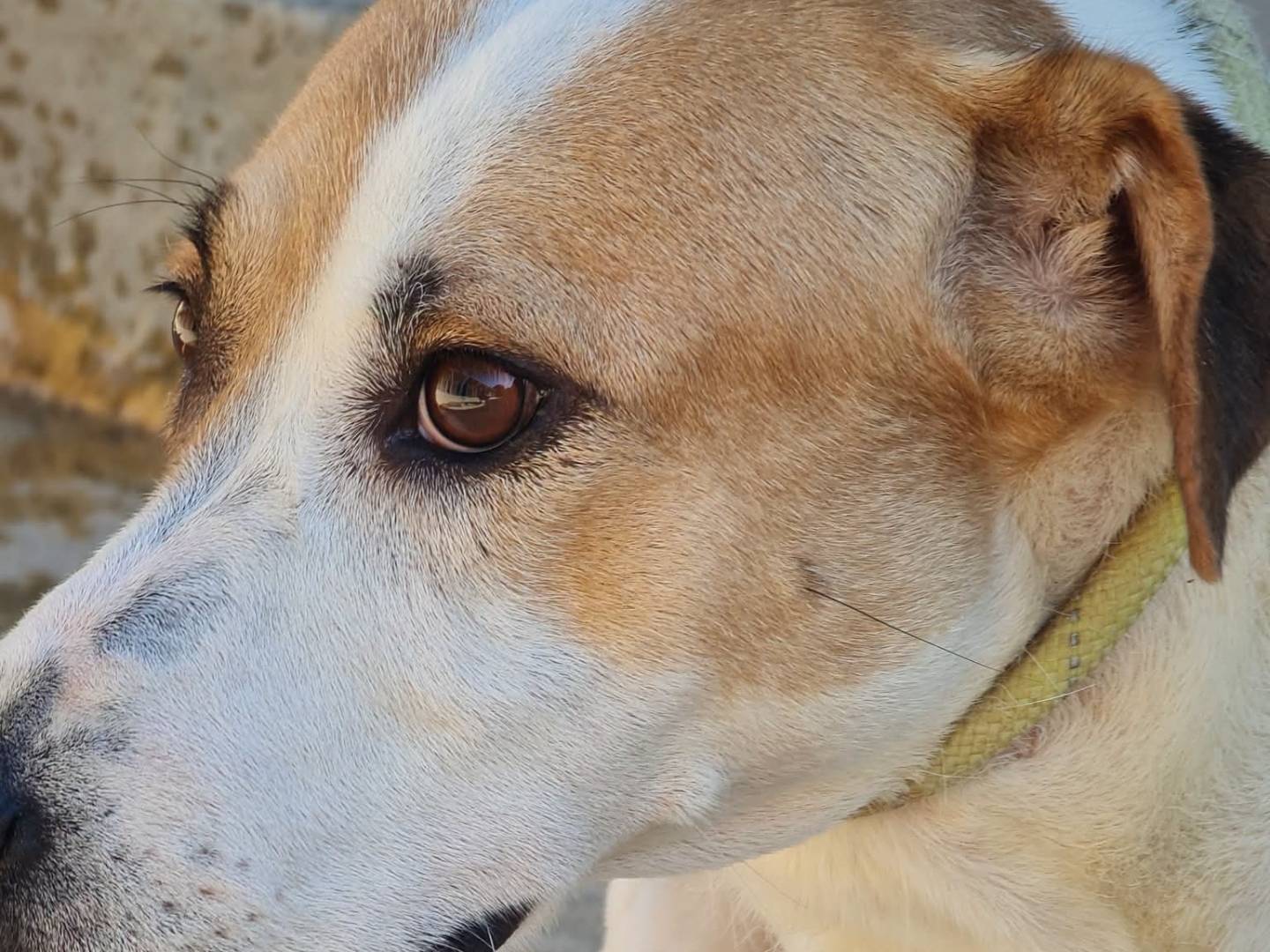 Adotta un cane, taglia media, femmina, Trapani
