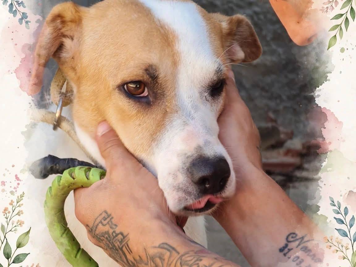 Vuoi adottare un cane a Trapani?