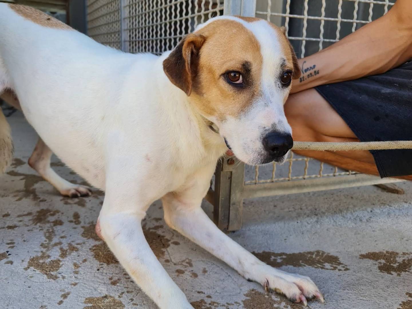 Adotta il cane Fiore a Trapani