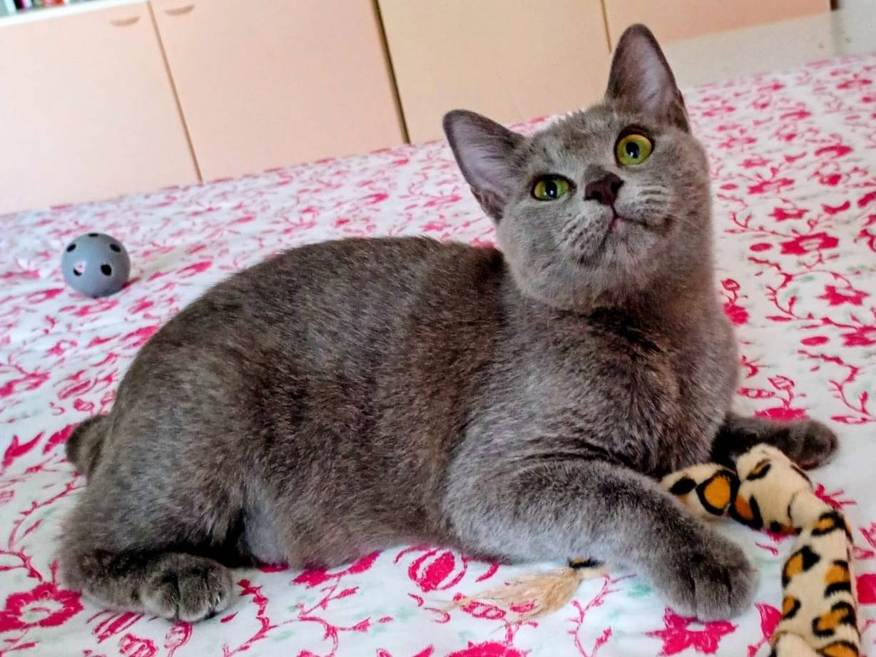 Adotta un gatto, femmina, 7 mesi, Catanzaro