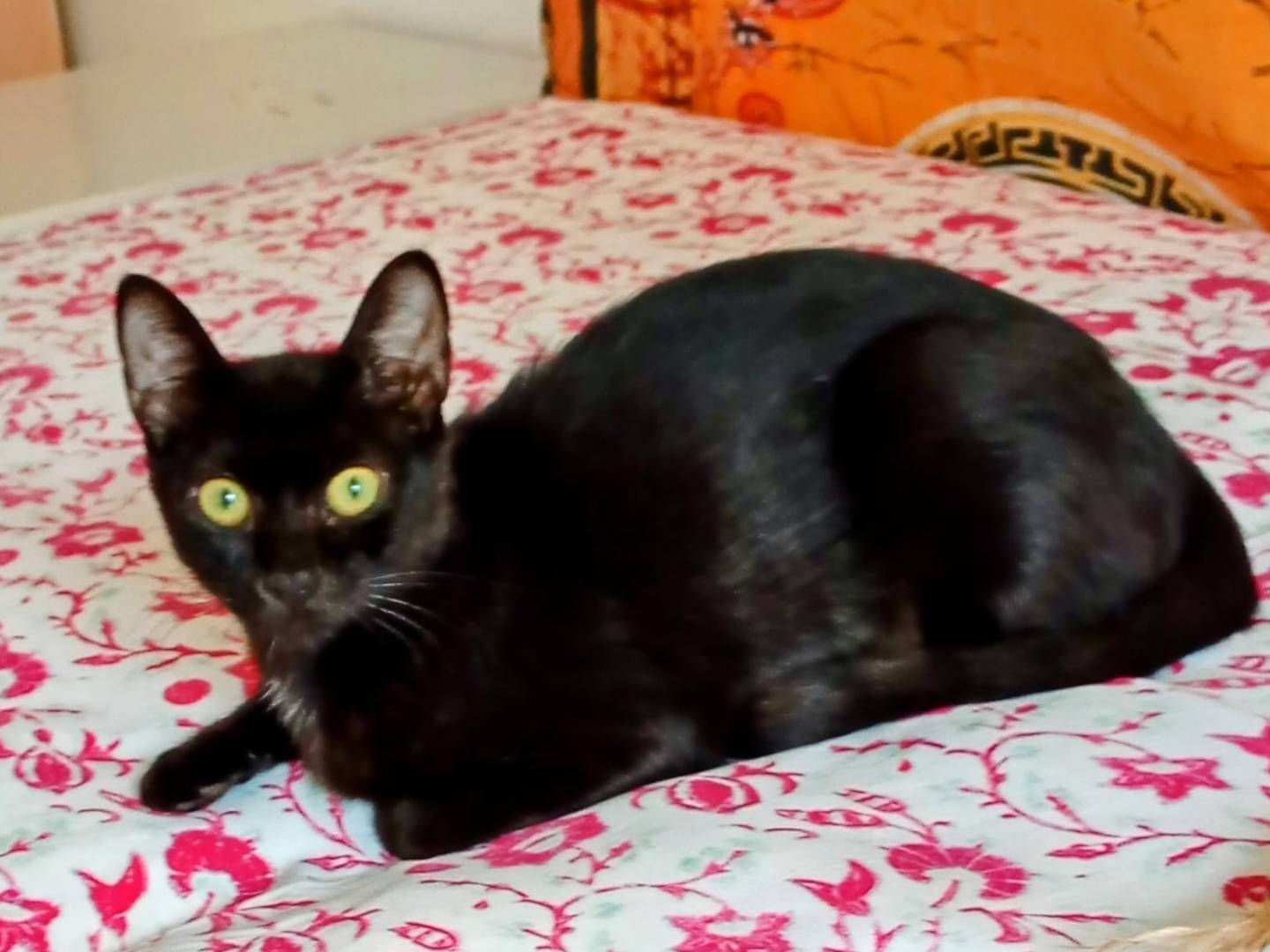 Adotta un gatto, taglia non valida, femmina, Catanzaro