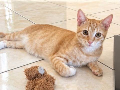 Adozione gatto, maschio, Razza sconosciuta Razza sconosciuta, 6 mesi, taglia non valida, Catanzaro