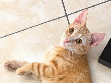 Adotta un gatto, taglia non valida, maschio, Catanzaro