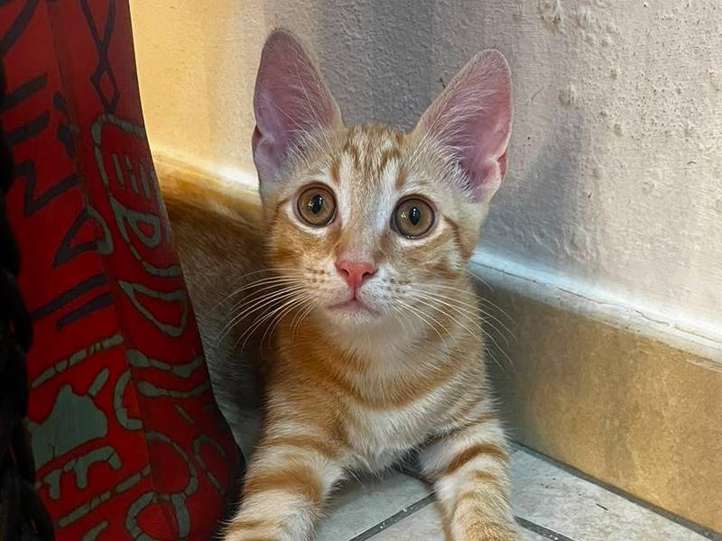 Vuoi adottare un gatto a Catanzaro?