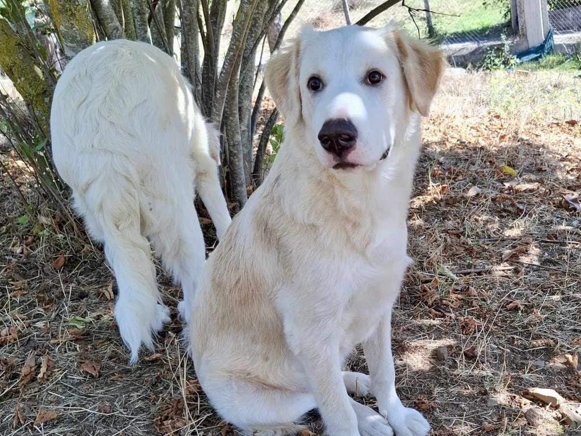Adozione cane, femmina, Razza sconosciuta Razza sconosciuta, 9 mesi, taglia grande, Potenza