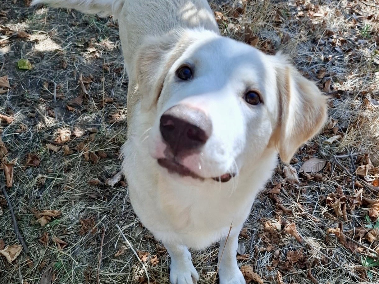 Adotta un cane, femmina, 9 mesi, Potenza