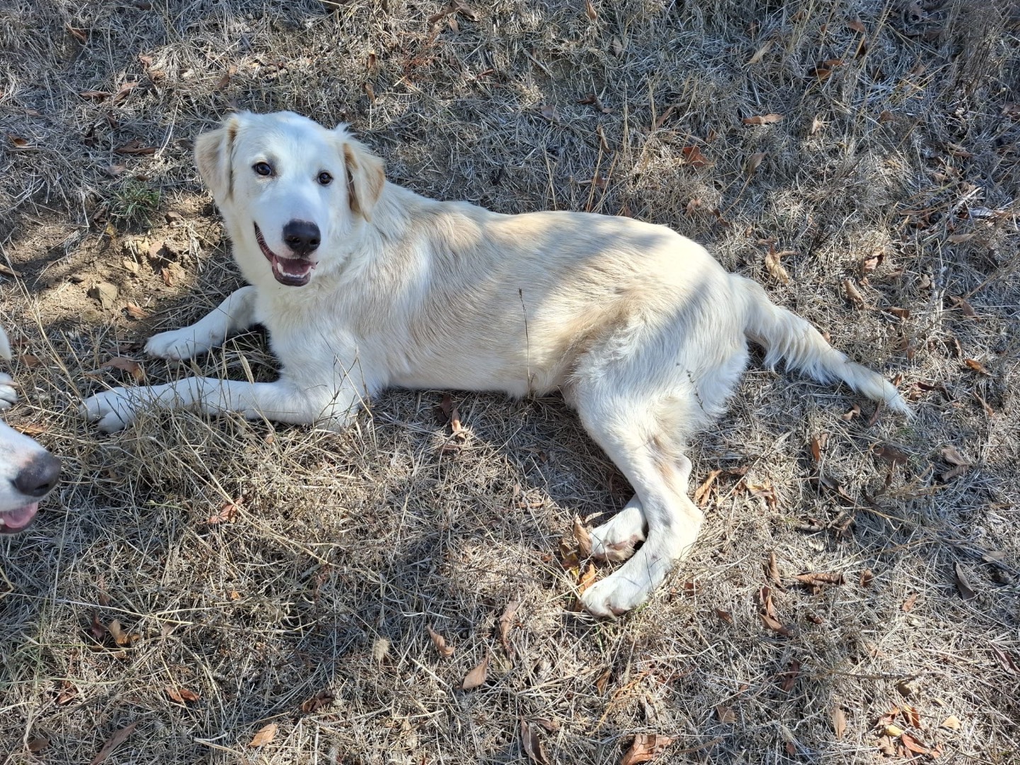 Adotta un cane, taglia grande, femmina, Potenza