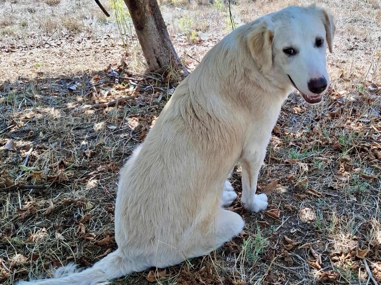 Vuoi adottare un cane a Potenza?