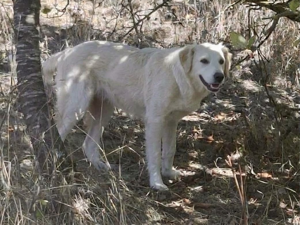 Adotta il cane Flora a Potenza