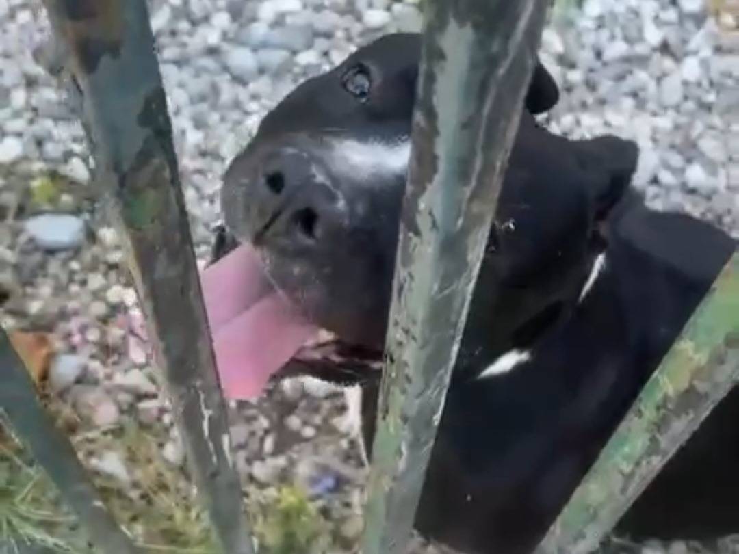 Adotta un cane, maschio, 3 anni e 5 mesi, Mantova